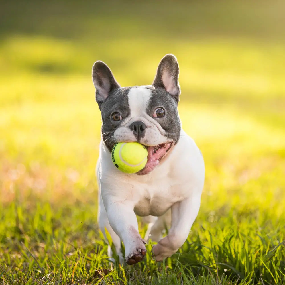 Ball til hund
