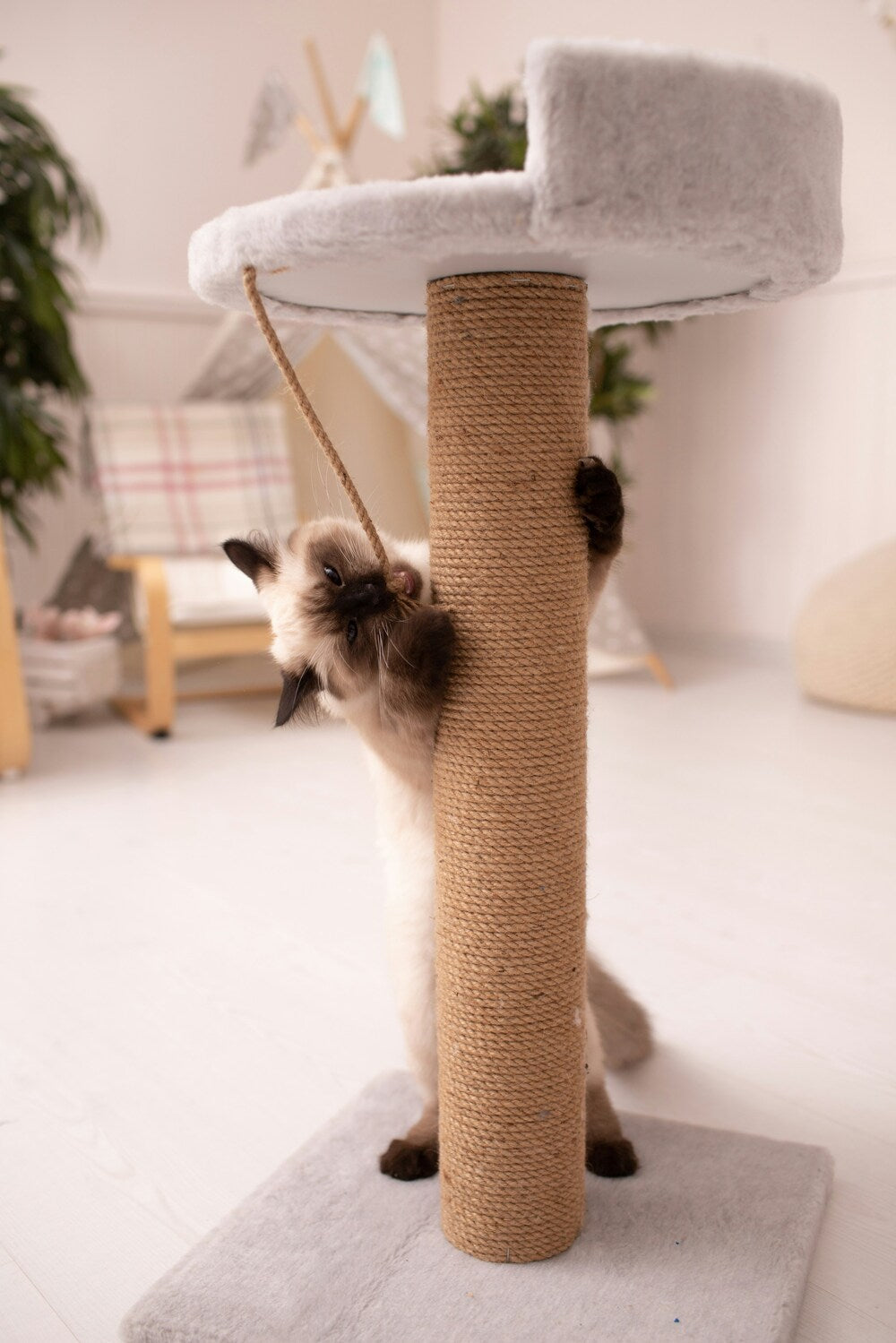 Klorestativ katt