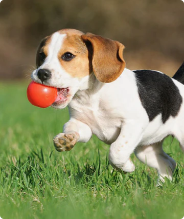 Dyrebutikk på nett ball til hund