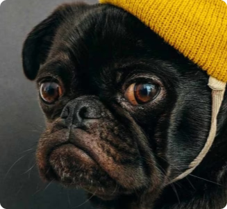 Dyrebutikk på nett hundeklær