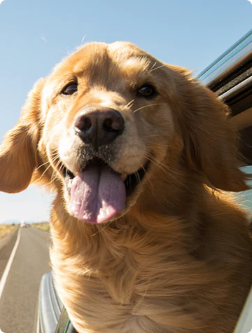 Dyrebutikk på nett hundeleker