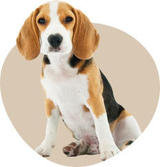 Dyrebutikk på nett hund