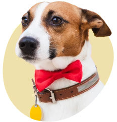 Dyrebutikk på nett hundeklær