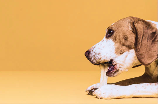 Dyrebutikk på nett hundeleker