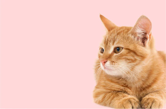 Dyrebutikk på nett kattetilbehør