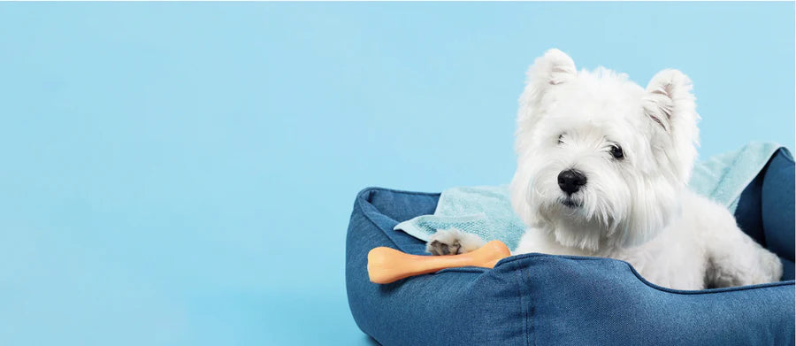 Dyrebutikk på nett hundesenger