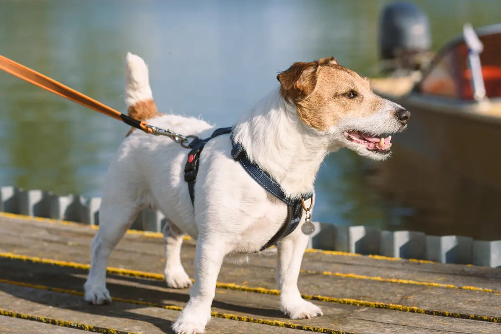 Hundeutstyr på nett - hundeseler