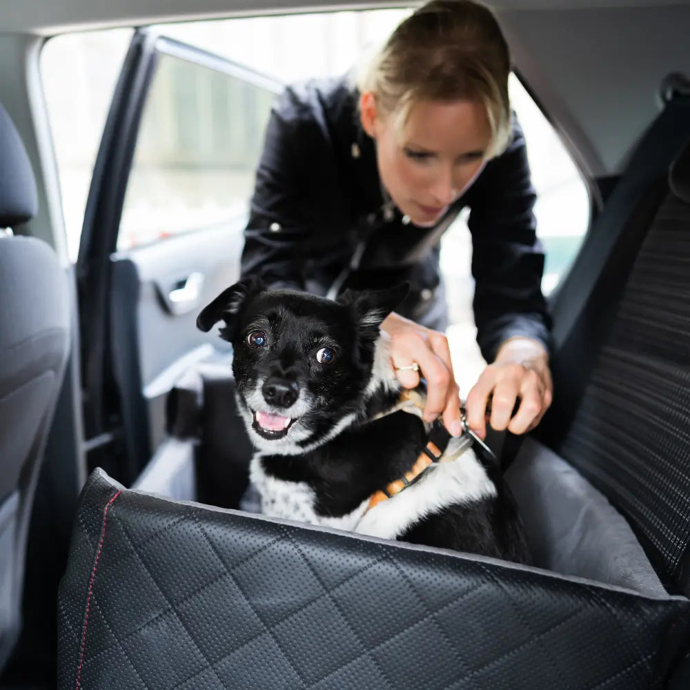 Hundeseng bil