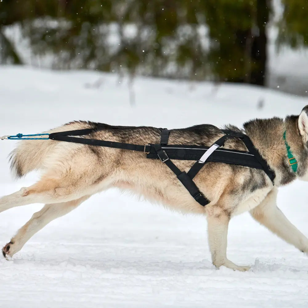 Hundeseler
