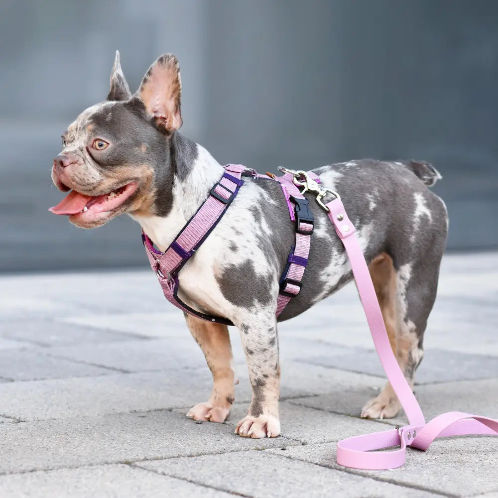 Magebelte hund