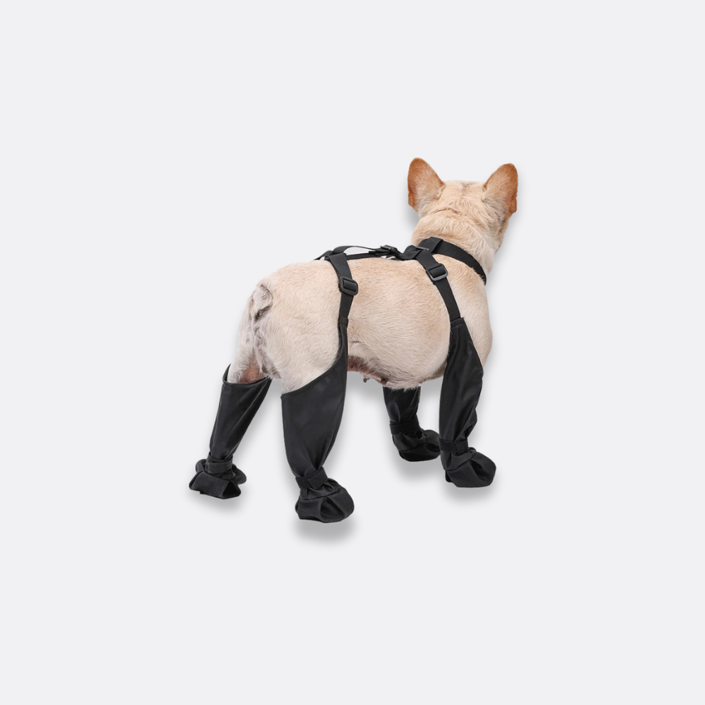Justerbare hundesko på hund