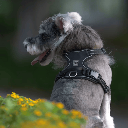 Antitrekksele Hund