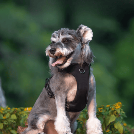 Antitrekksele Hund