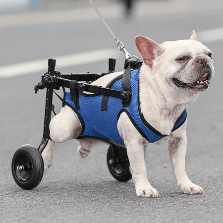 Rullestol hund
