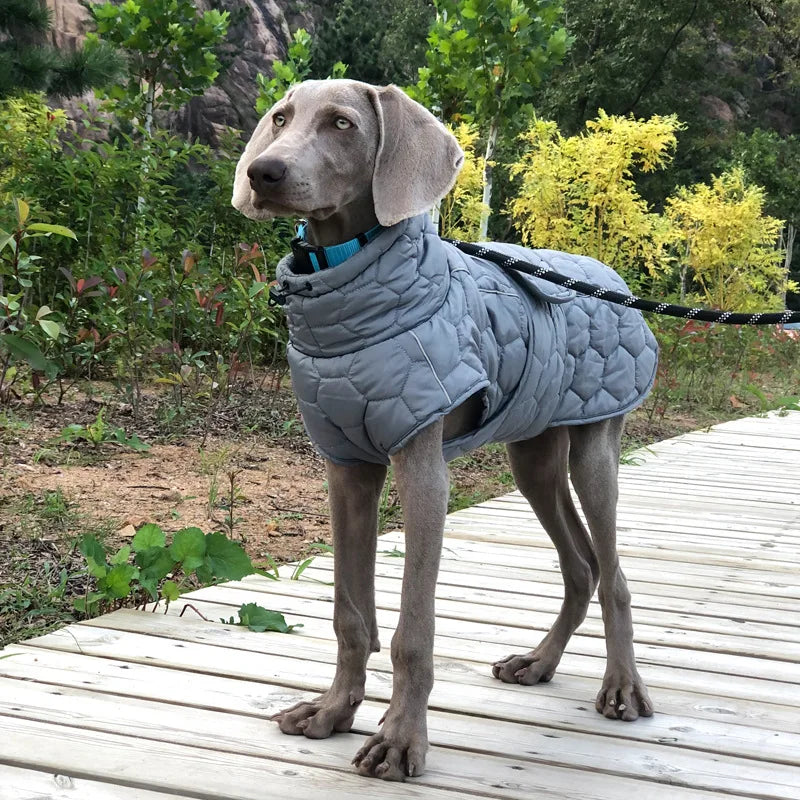 Vinterjakke hund på hund