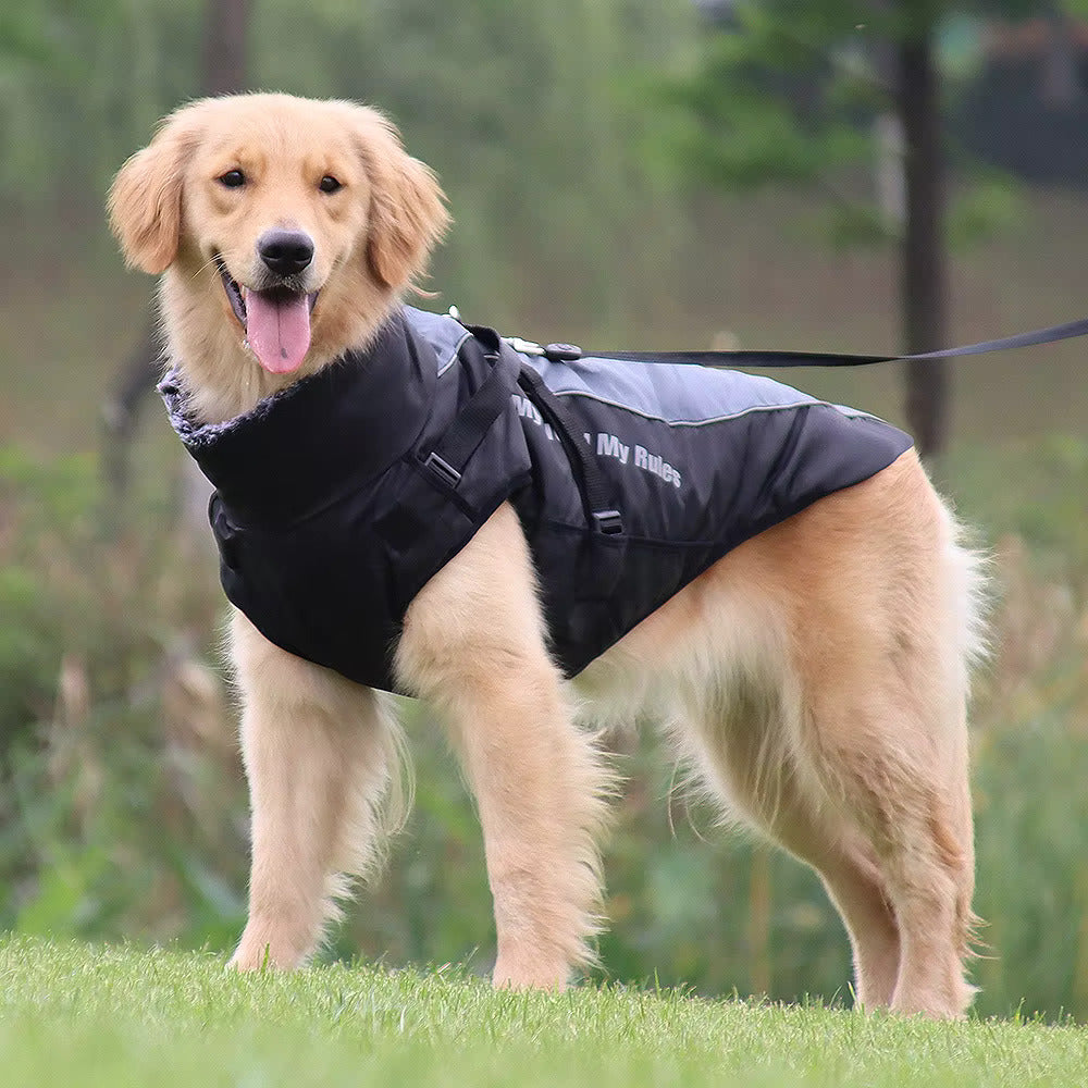 vinterjakke hund svart på hund