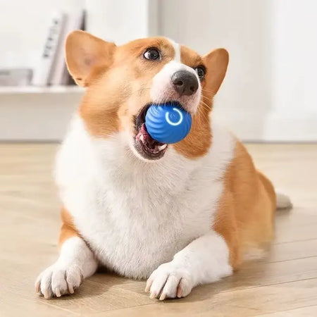Smart ball til hund i munnen