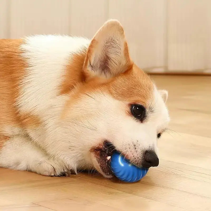 Smart ball til hund leker med ballen