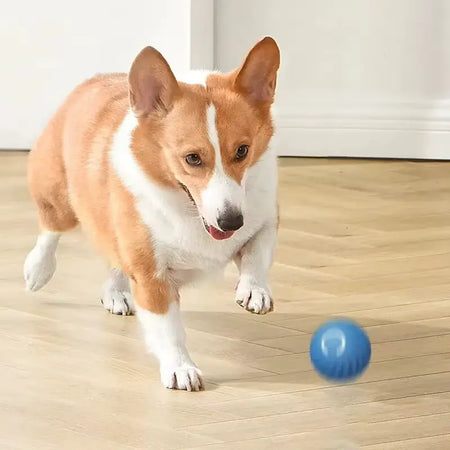 Smart ball til hund leker